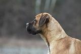 CANE CORSO 737